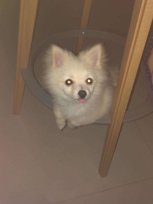 钛合金狗眼,钛合金狗眼表情包