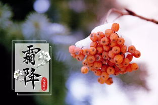霜降吃什么