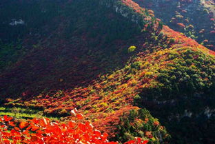 凤凰山下，凤凰山下招聘网