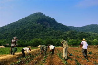 萧山凤凰山下房子怎么样