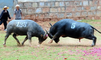 斗牛怎么玩，斗牛怎么玩游戏规则