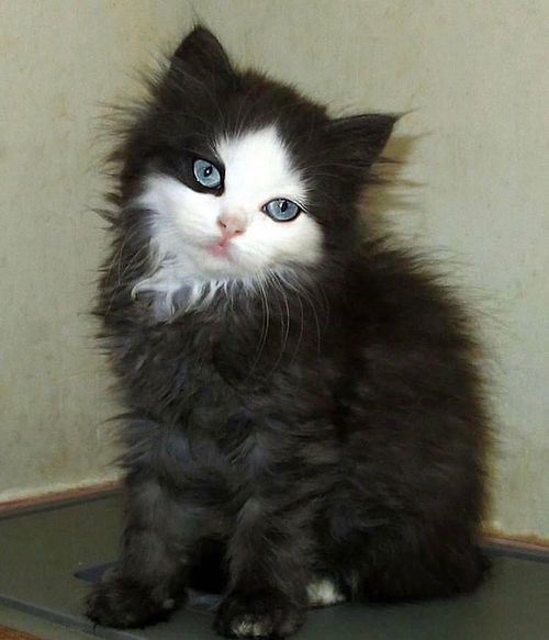 求一部日本动漫男主捡到个小黄猫变成人不会说话