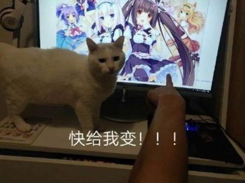 被猫变成妹，猫变成妹子表情包