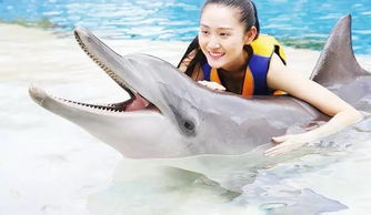 粉色海豚是怎么回事?