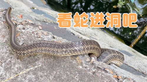 引蛇出洞是什么意思?