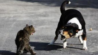 猫狗大战是代表什么生肖