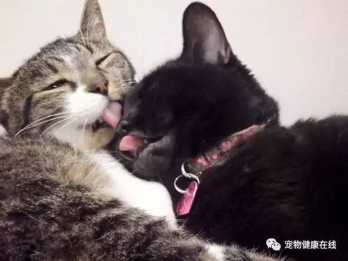 猫的舌头为什么有刺