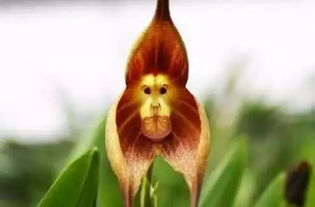 猴面小龙兰，猴面小龙兰好养吗