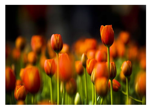 《我的郁金香》txt下载在线阅读全文,求百度网盘云资源