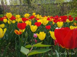 我的郁金香，我的郁金香小姐未删减