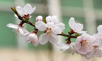 桃花几月，桃花几月份凋谢