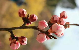 桃花几月开?