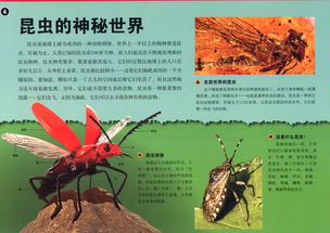 虫书，虫书玉佩藓