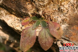 奇异植物，奇异植物有哪些请写出它的特征