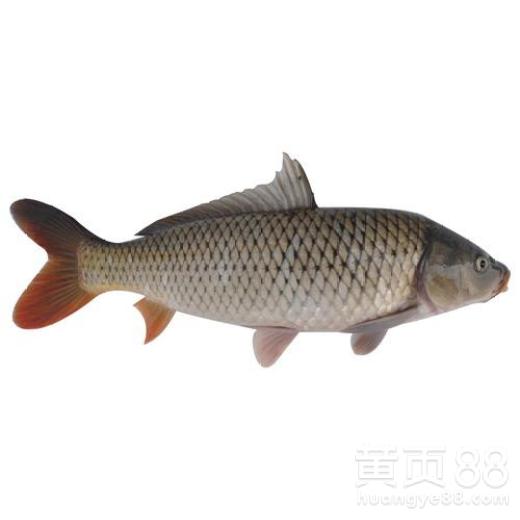 微鲤，微鲤天气
