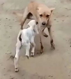 羊妈，羊妈黄模组