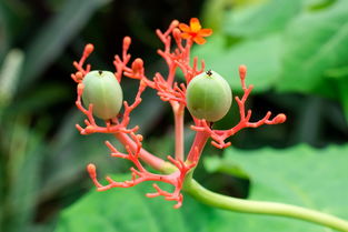 奇异的植物有哪些