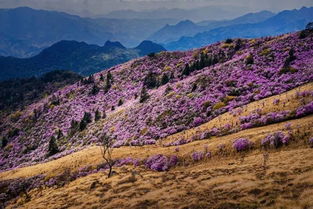 白灵山，白灵山犬夜叉
