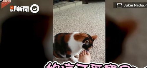 萌脚控