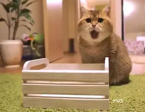 请大家推荐比较好的养猫论坛