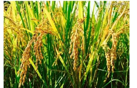 三季稻，三季稻魔兽世界