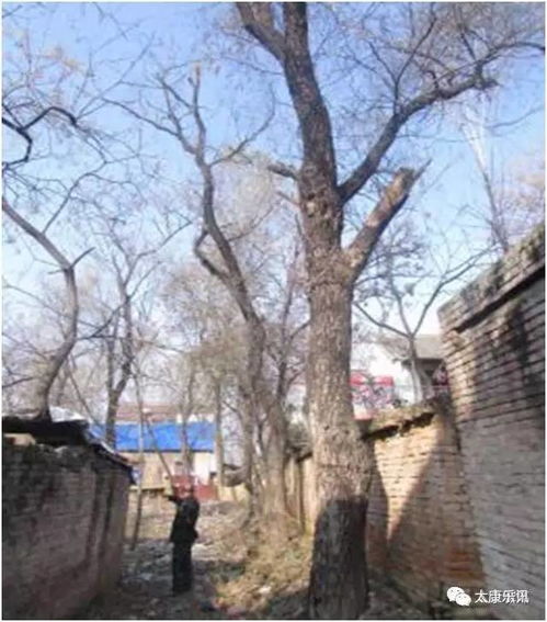吕布营是河南哪个县的?