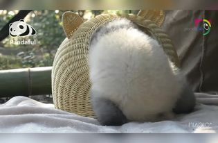 猫窝论坛