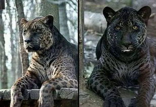 除猴猪混合体,科学家还创造了哪些真实存在的杂交动物?