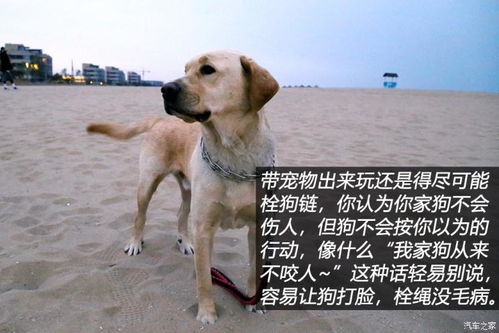 三人一狗怎么下载