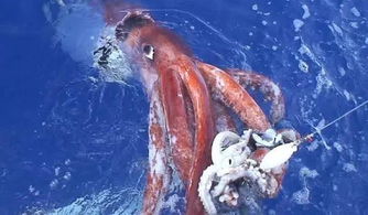 世界上最恐怖的海洋生物