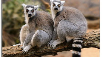 罕见的动物，十种罕见的动物