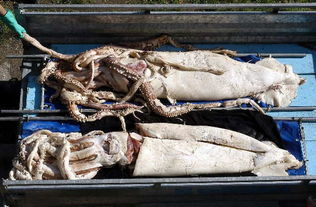 巨型鱿鱼，巨型鱿鱼大战大白鲨