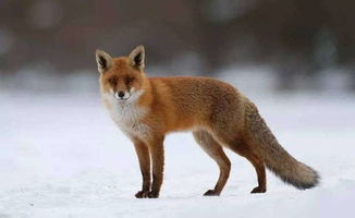 狐狸成精，狐狸成精需要多少年