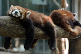 动物新闻，动物新闻头条