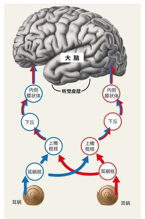 神奇的大脑，神奇的大脑教案