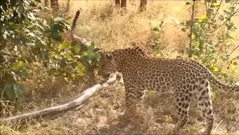 保护动物的新闻报道