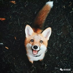 狐狸能养成精吗?