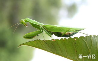 关于熊猫的寓言