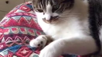她和他的猫，她和他的猫小说全文免费阅读无弹窗番外