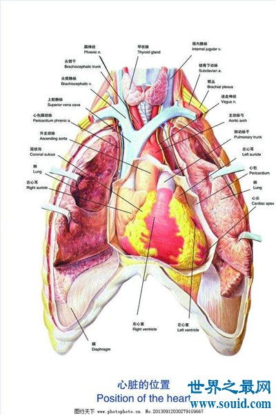 人体内脏器官的位置