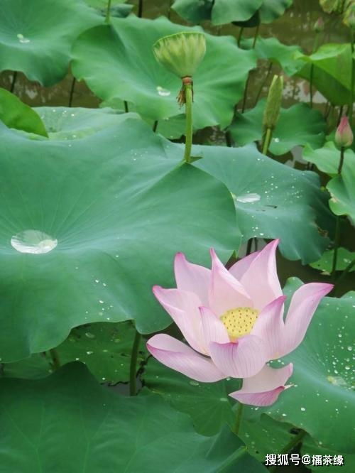 日本料理稻荷寿司的做法步骤