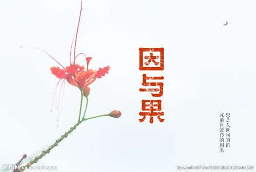 因与果，因与果的关系