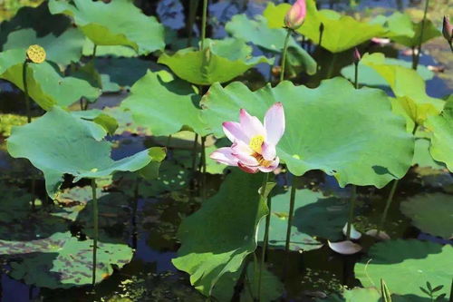 稻荷，稻荷神社