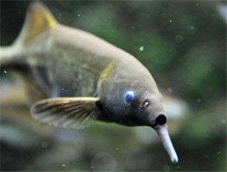 象鼻鱼比较喜欢吃什么?