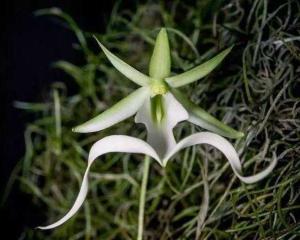幽灵兰，幽灵兰花