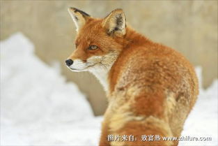 宠物狐狸喜欢吃什么?