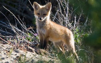 狐狸吃什么食物，狐狸吃什么食物为主