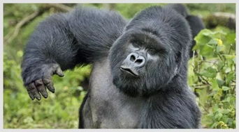 vivox70pro音乐关闭网络怎样播放