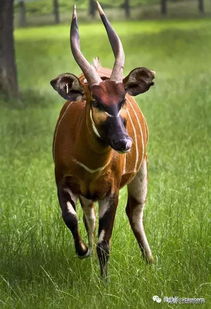 紫羚的种群现状