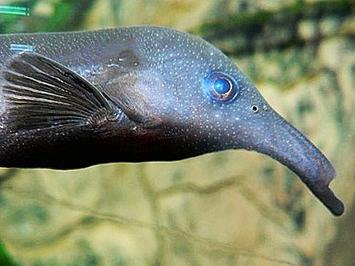 象鼻鱼，象鼻兽灭绝了吗